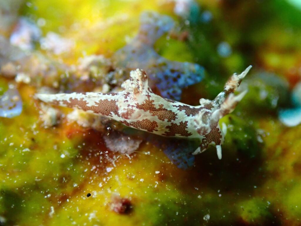 トラパニア・エウルュエイア