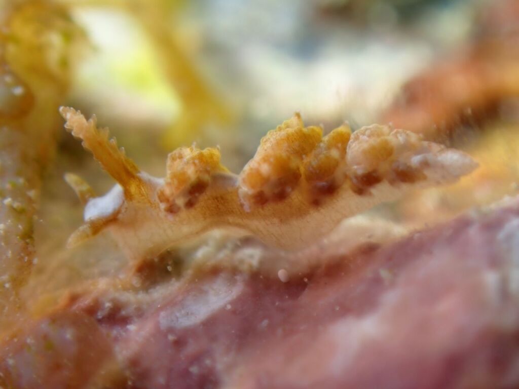 わからんミノウミウシ