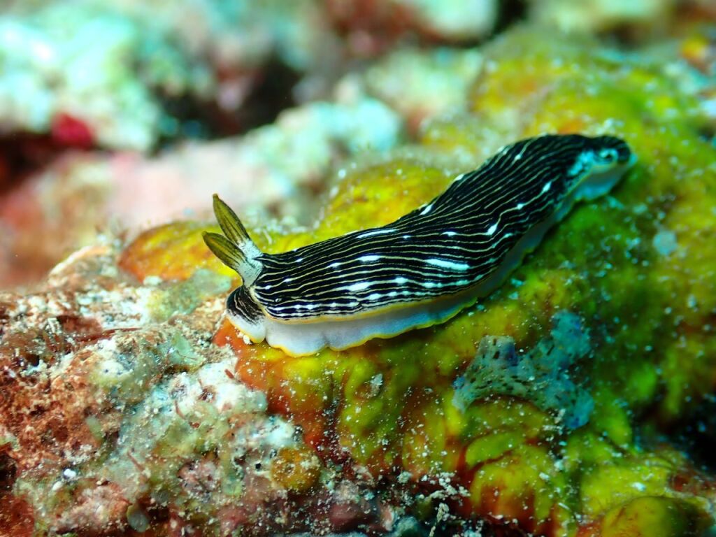 ホンオトメウミウシ