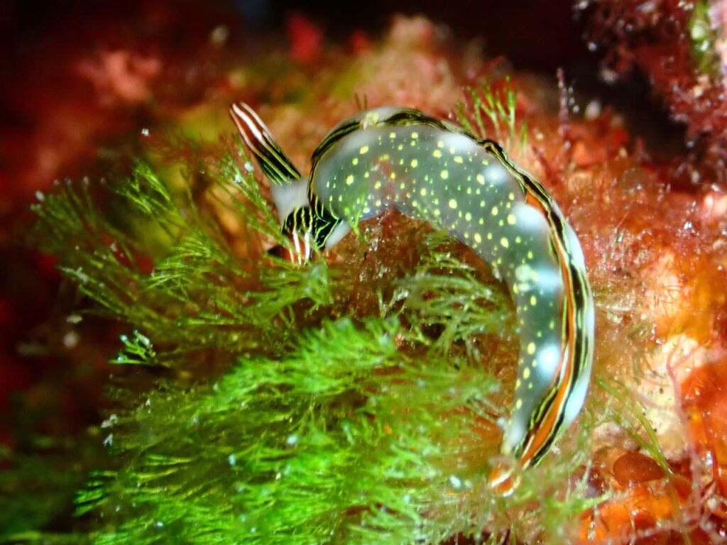 ハナミドリガイ