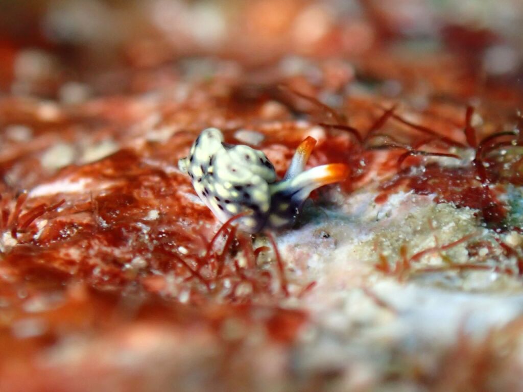 ヨゾラミドリガイ