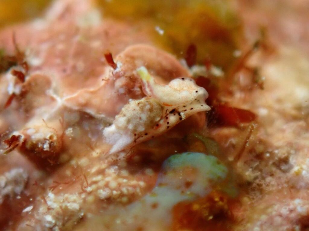 カンムリキセワタ