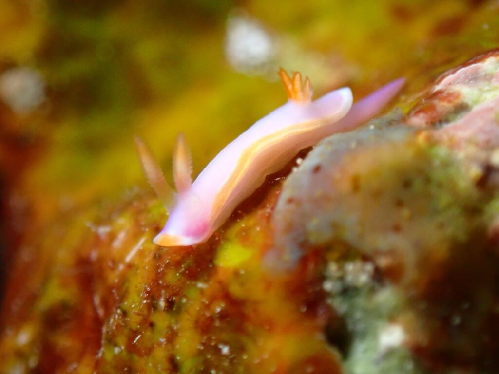 カトレアウミウシ