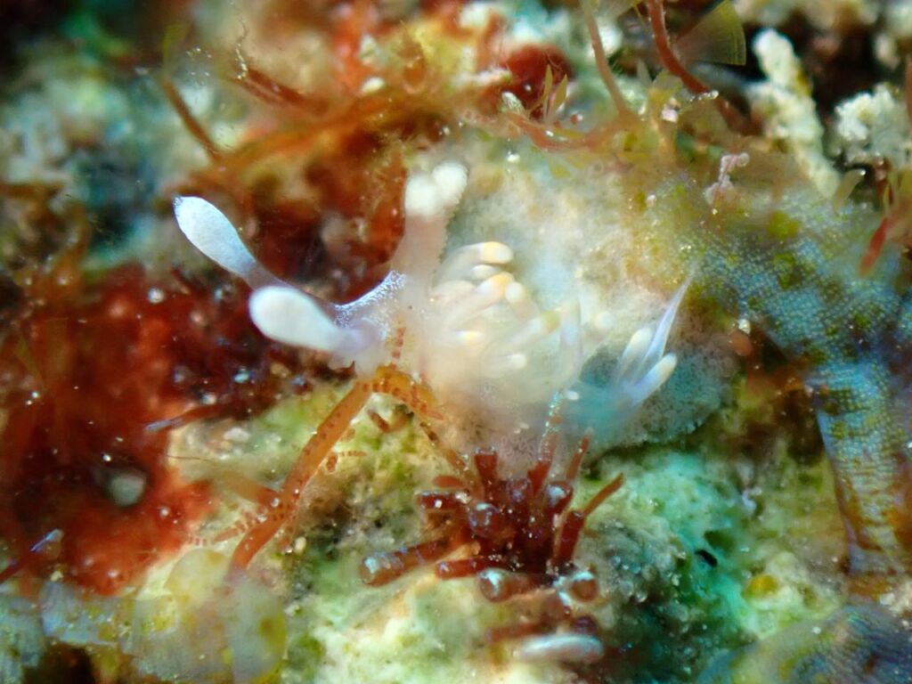 ハチジョウミノウミウシ小