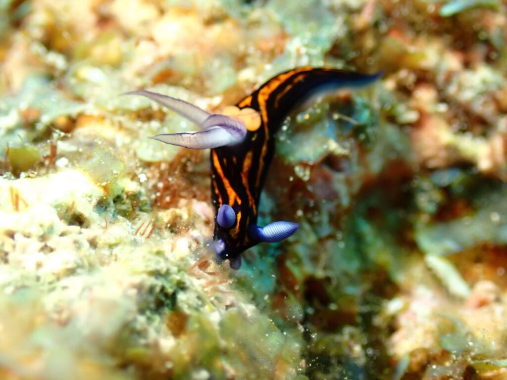 リュウグウウミウシ