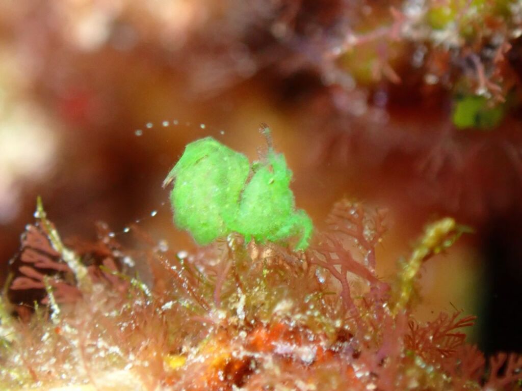 フィコカリス・シムランス