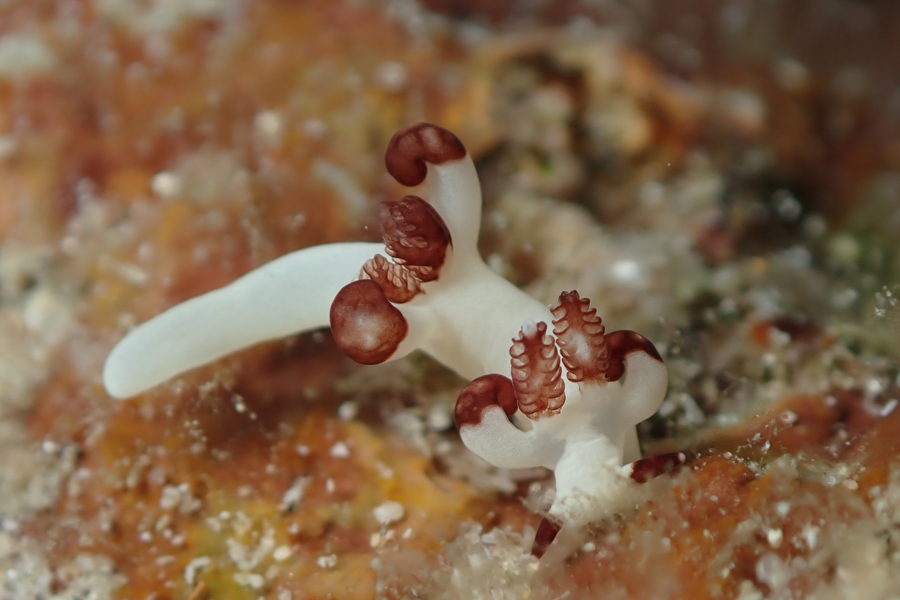 ダーベルウミウシ