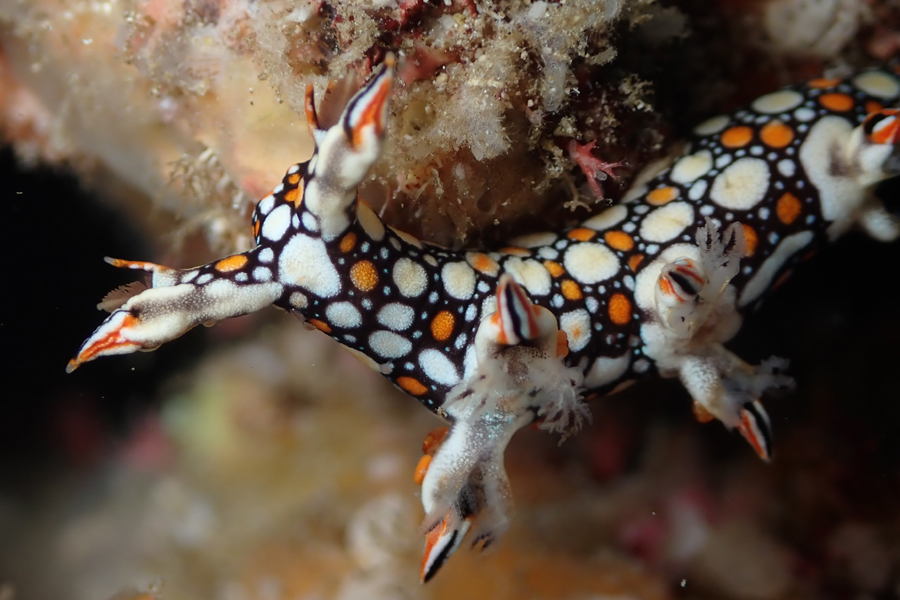 ヒオドシユビウミウシ