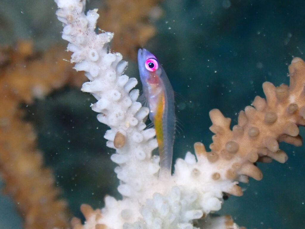 アカメハゼ