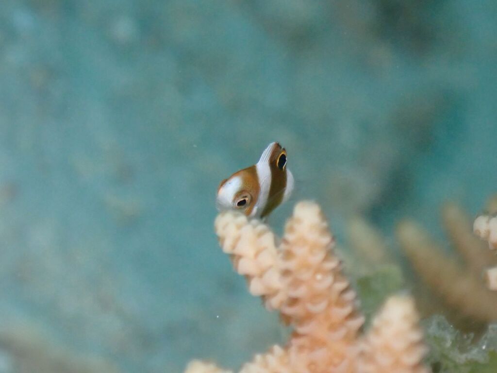 ダンダラスズメダイ幼魚