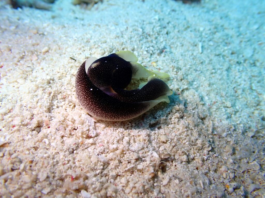 コナユキツバメガイ