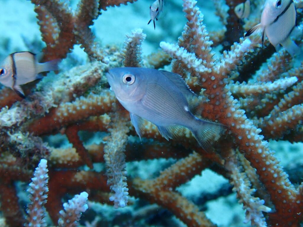 バラフエダイ幼魚