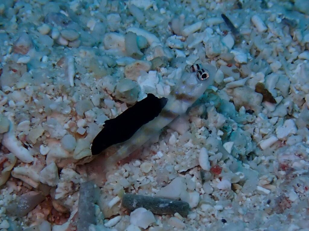 スミゾメキヌハダウミウシ