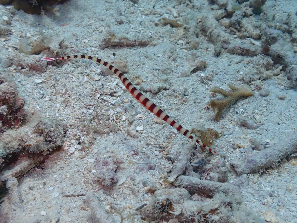 オイランヨウジ　抱卵