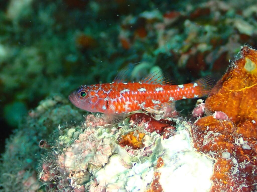 チゴベニハゼ