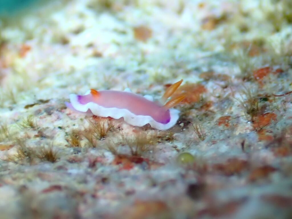 ラベンダーウミウシ