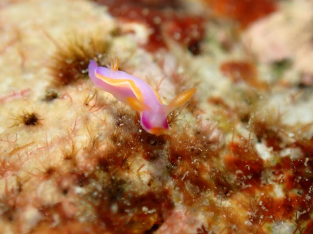 カトレアウミウシ