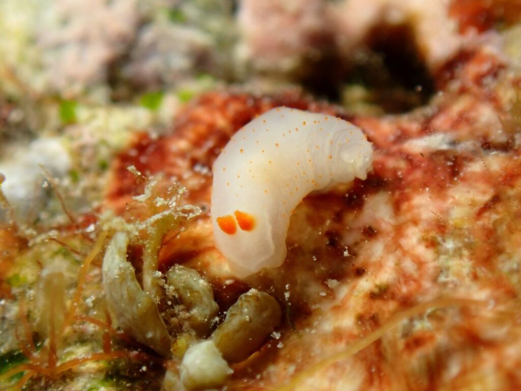 キヌハダウミウシ属の一種