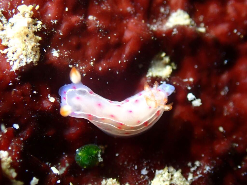 ミカドウミウシ幼体