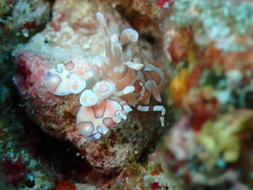 フリソデエビ