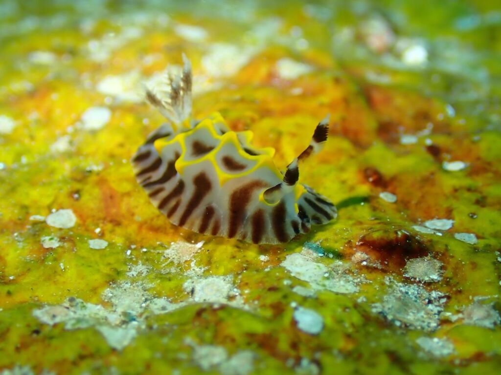 パイナップルウミウシ
