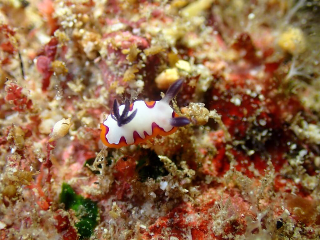フジナミウミウシ