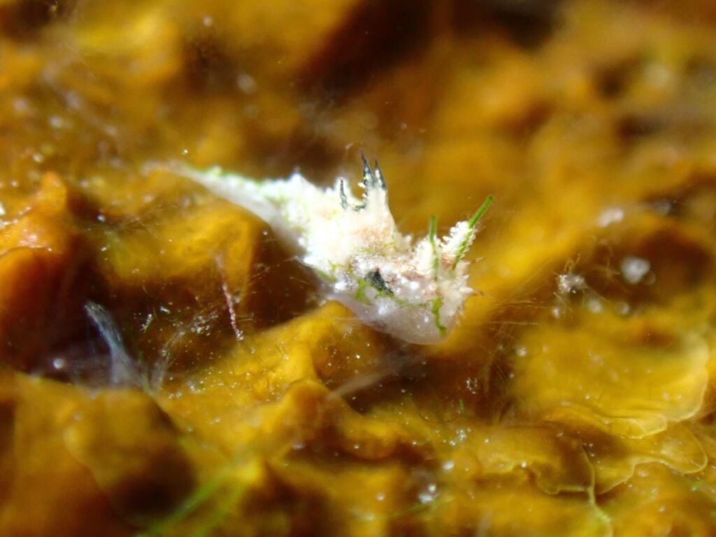 フジタウミウシ属の一種
