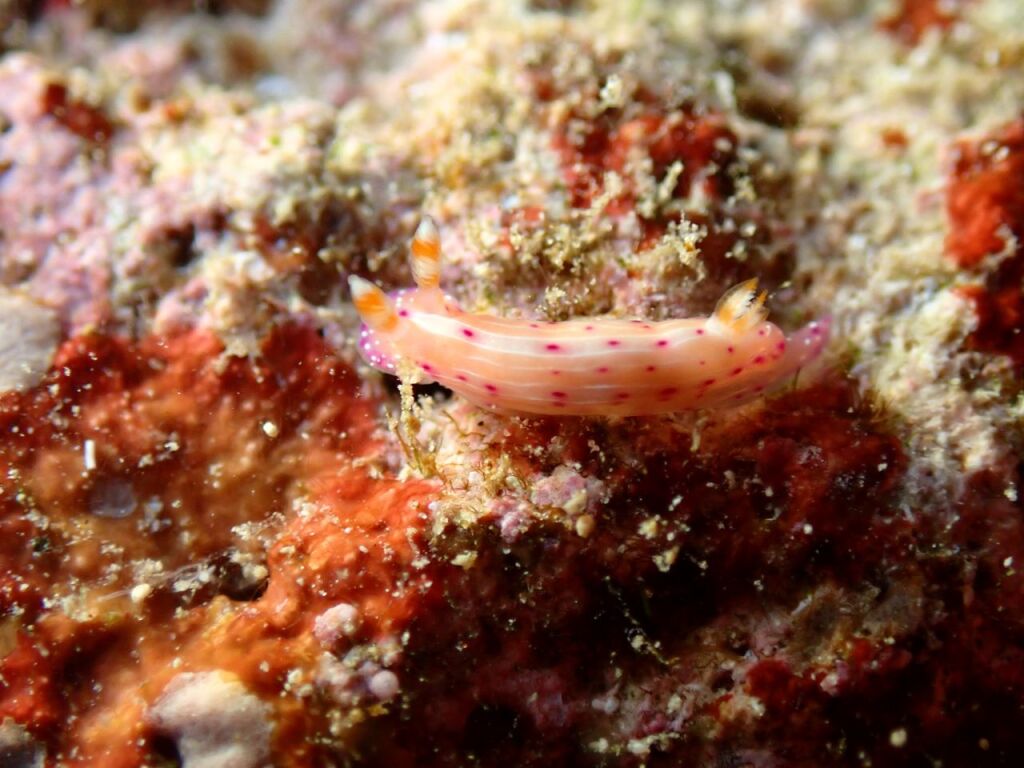ニヨリセンンテンウミウシ