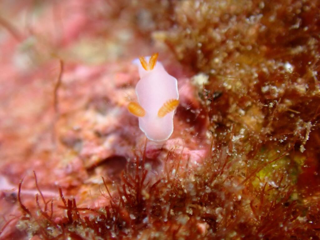 フジムスメウミウシ
