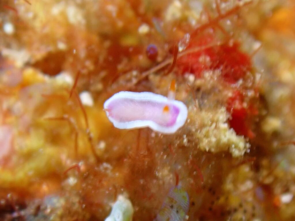 ラベンダーウミウシ極小