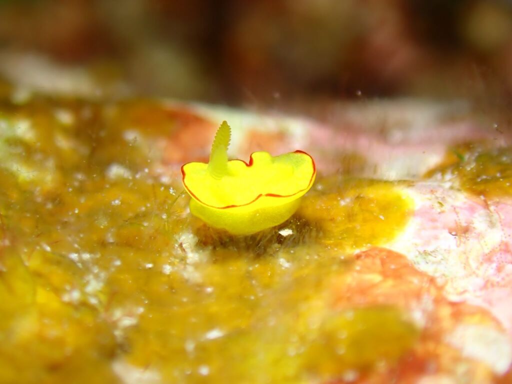 ヤマブキウミウシ