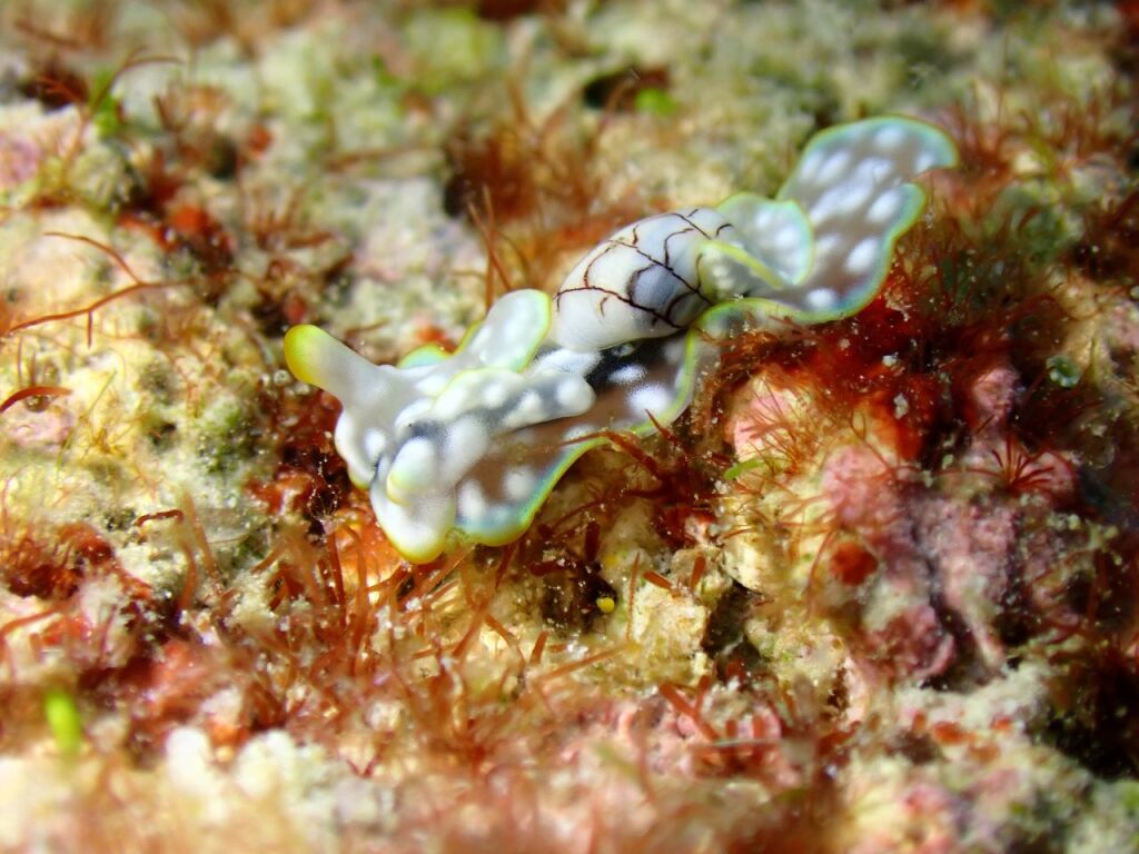 ワタユキシボリガイ