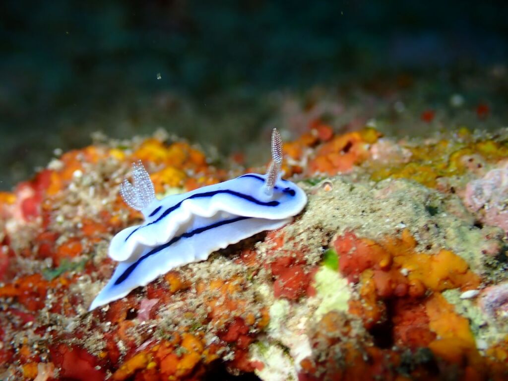 ミゾレウミウシ
