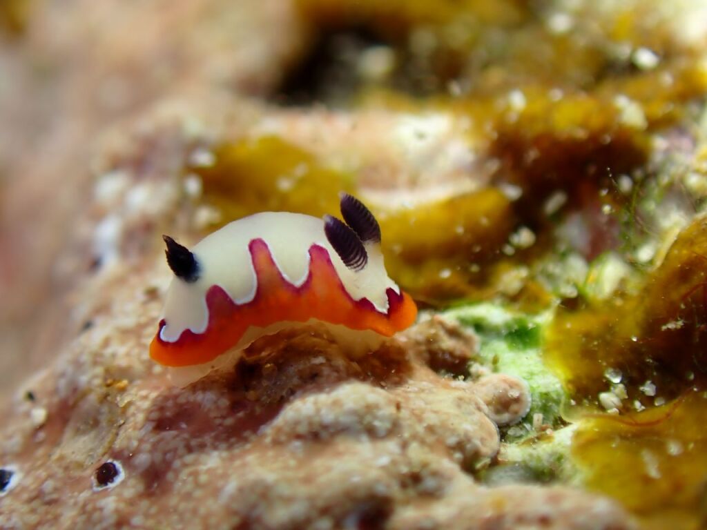 フジナミウミウシ