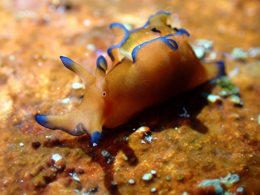 アメフラシ属の一種