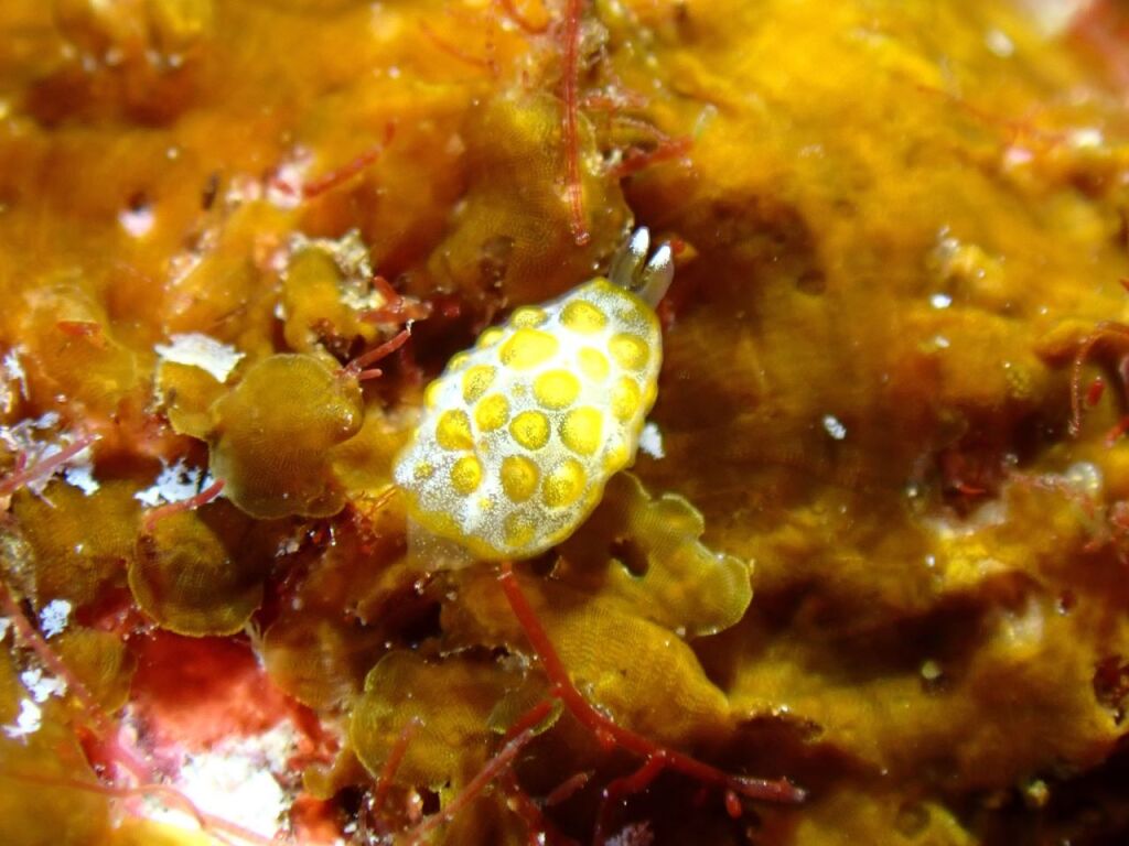 ゼニガタフシエラガイ