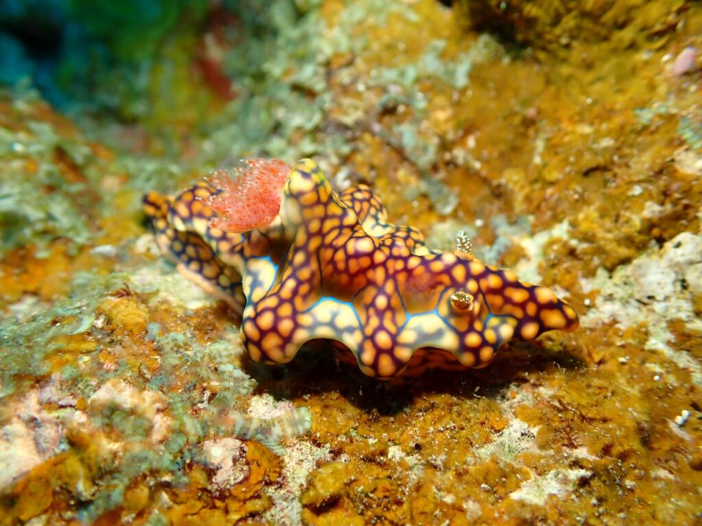 ヨセナミウミウシ