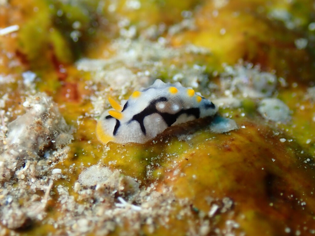 ボンジイボウミウシ