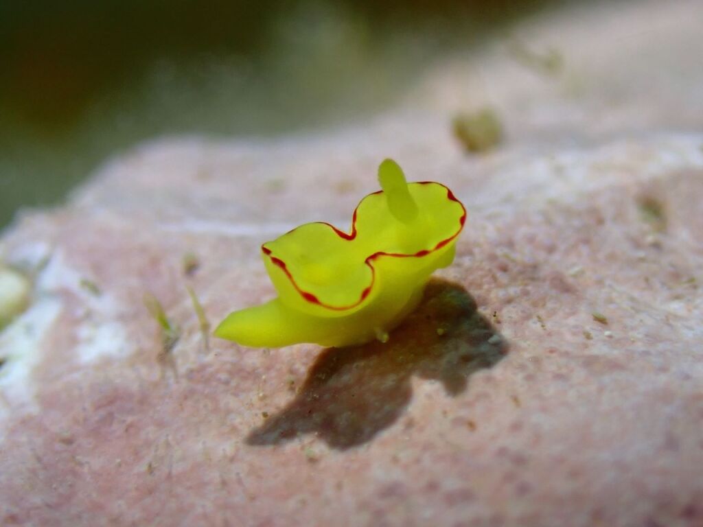 ヤマブキウミウシ