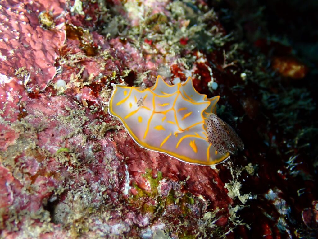 キスジカンテンウミウシ