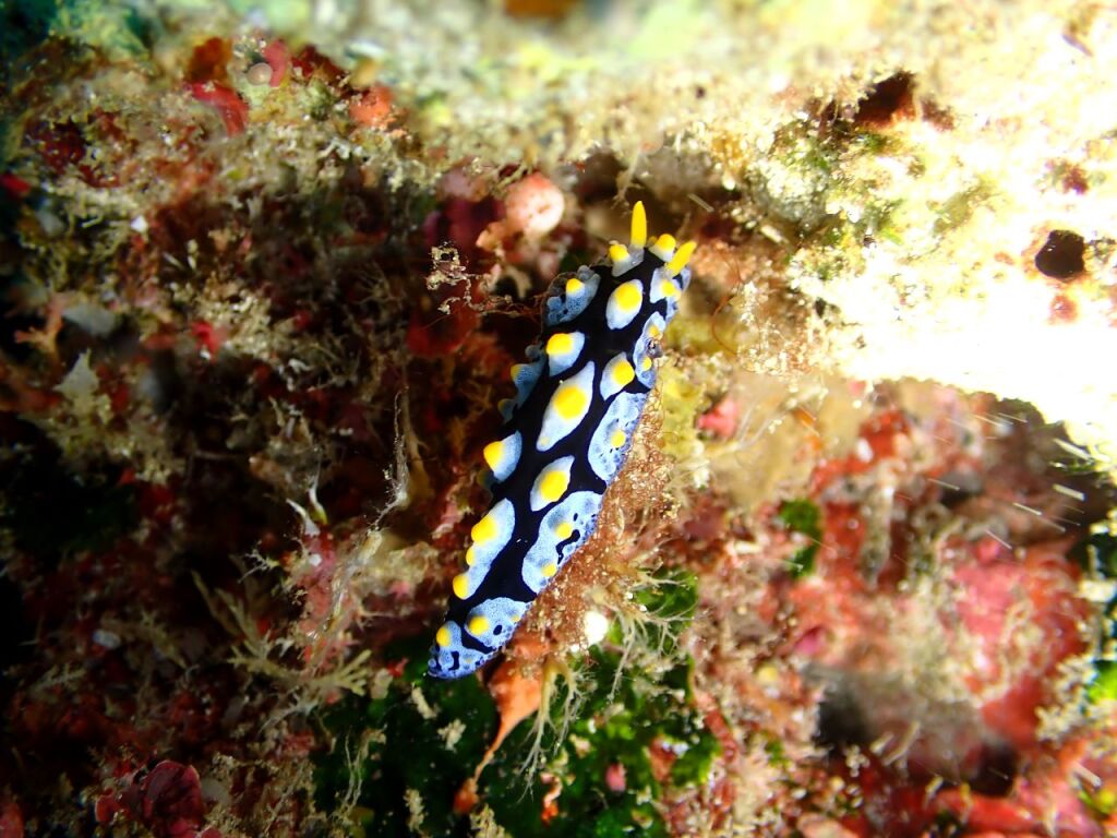フリエリイボウミウシ