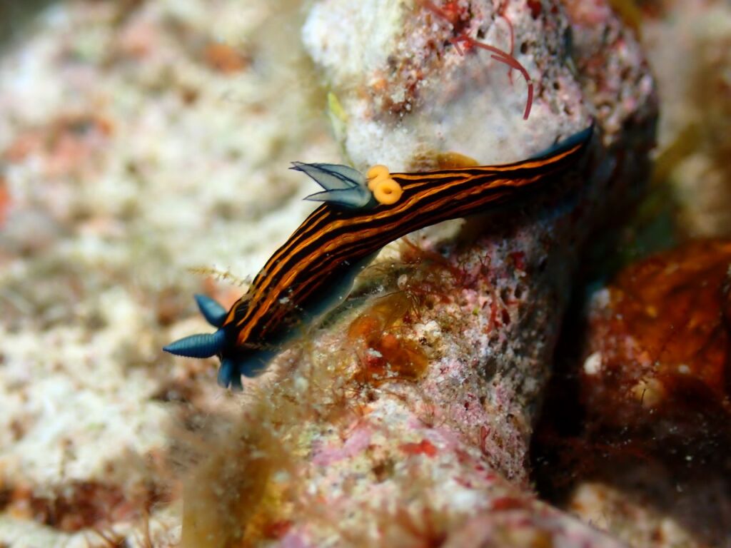 リュウグウウミウシ