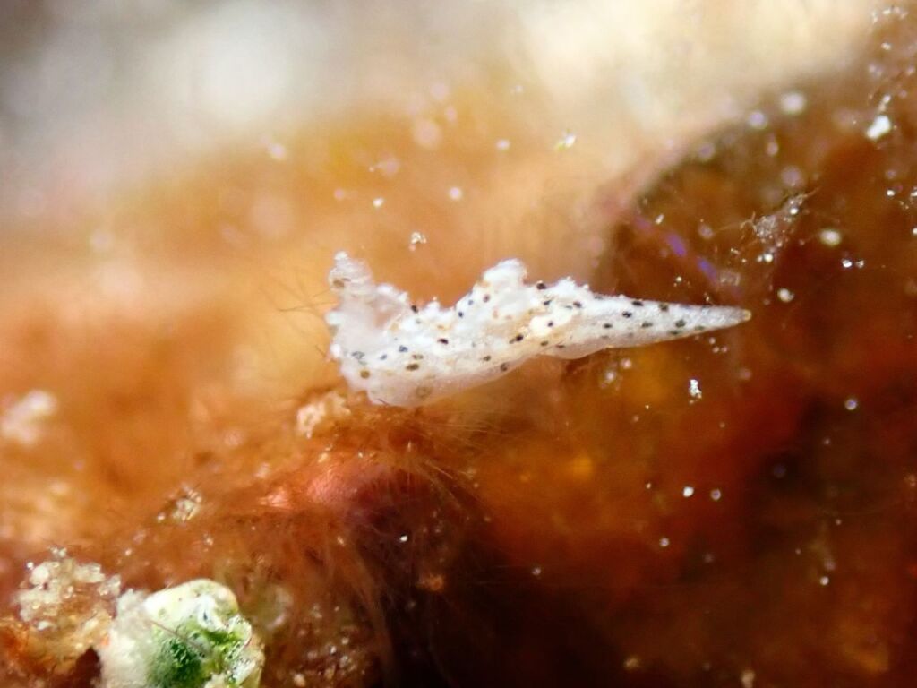 フジタウミウシ属の一種