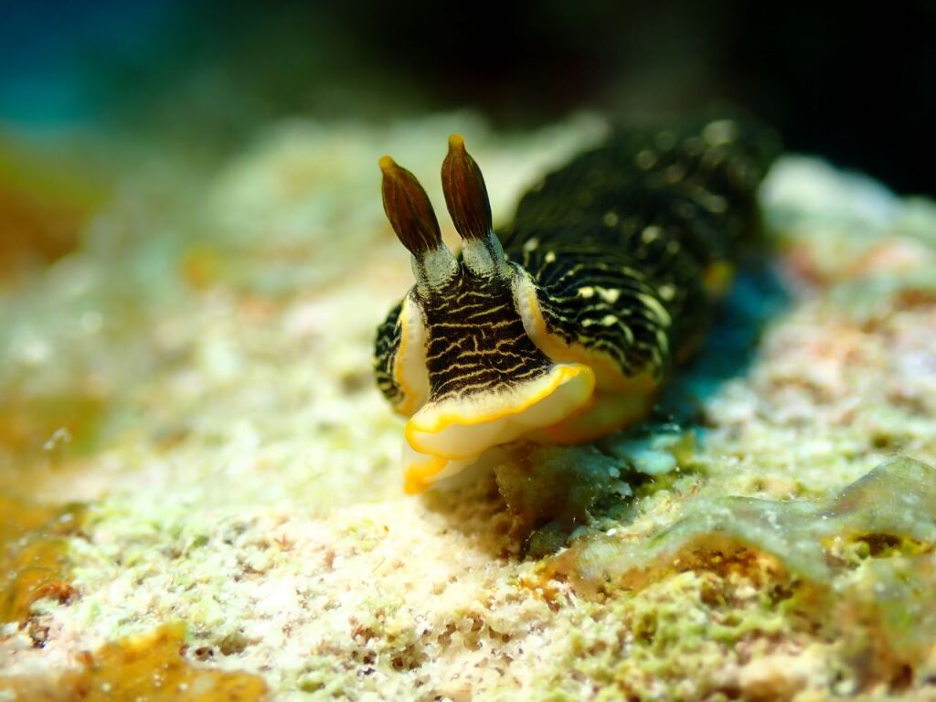 ホンオトメウミウシ