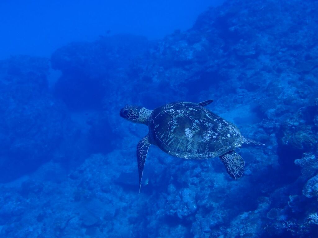 アオウミガメ