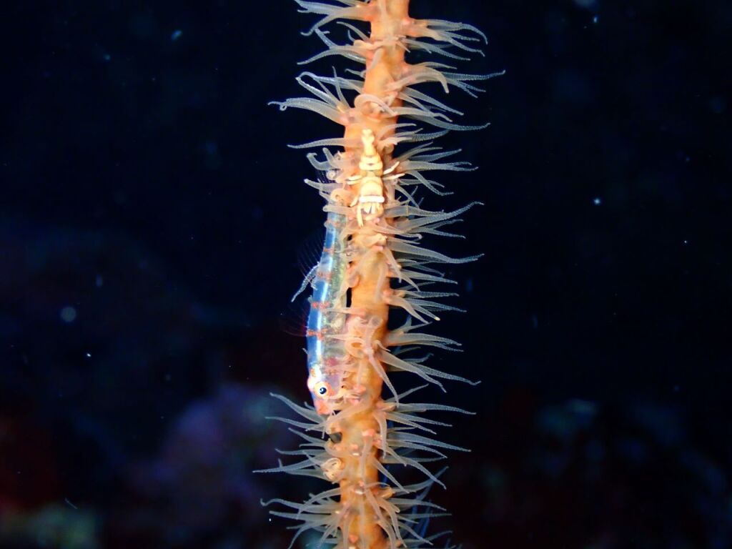 ガラスハゼとムチカラマツエビ