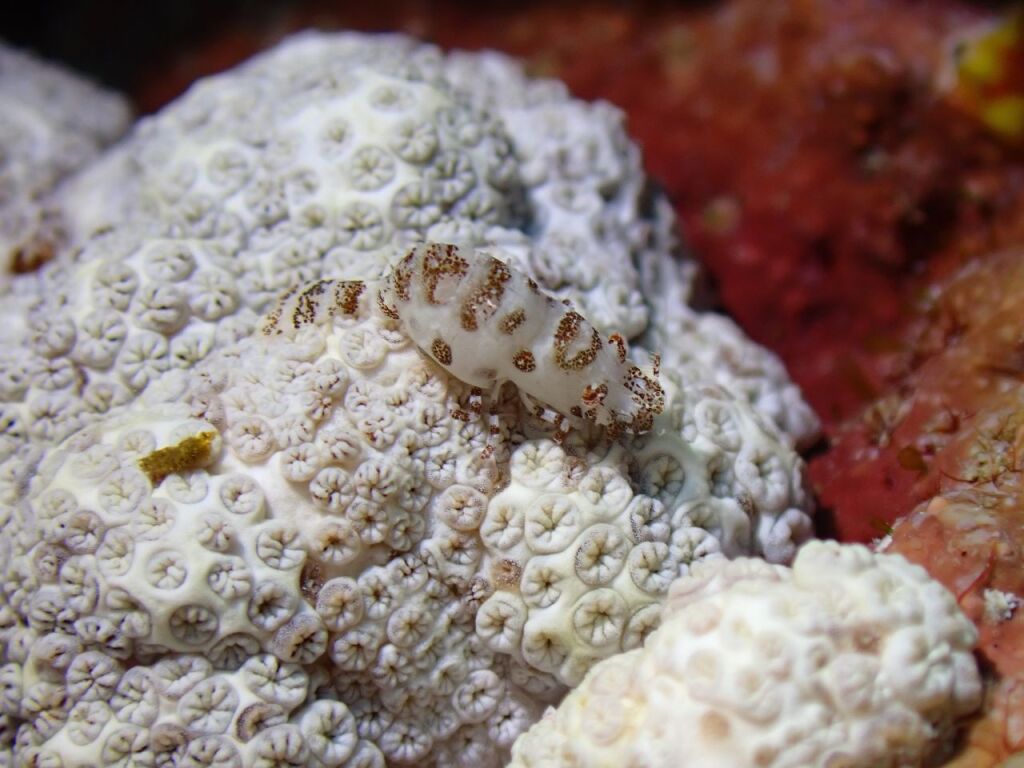 ウズラカクレモエビ