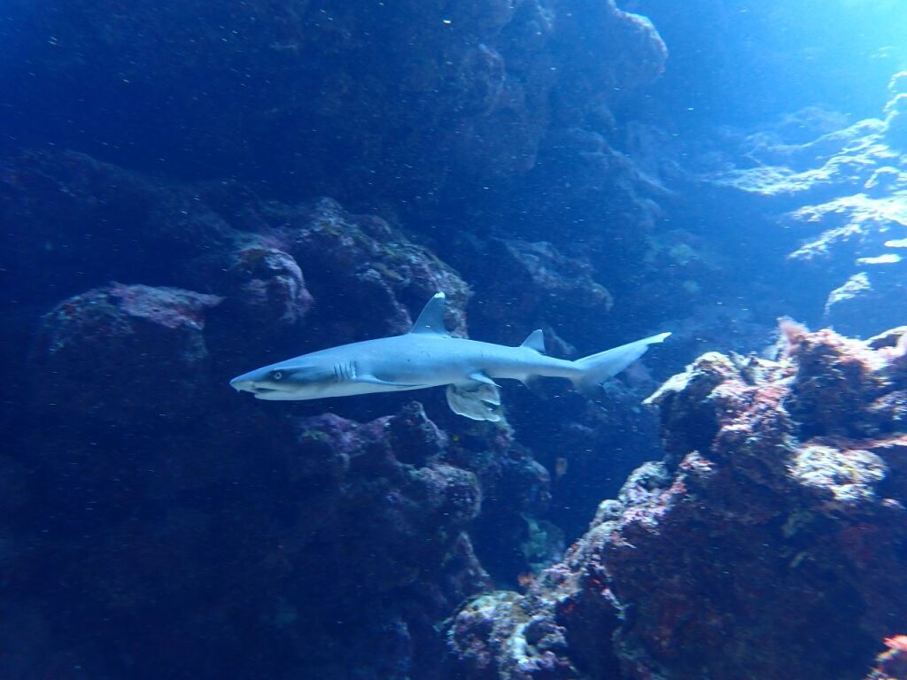 ネムリブカ