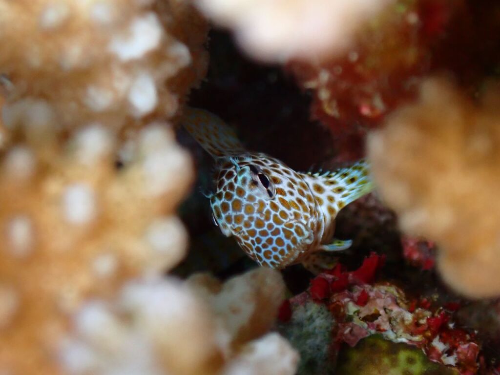 セダカギンポ幼魚