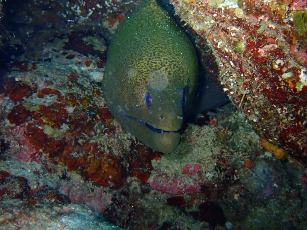 ドクウツボ